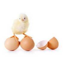 A chick standing on egg shells 