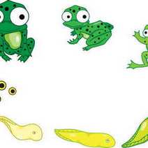  Small frogs
