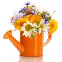  An orange watering can full of flowers