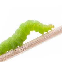  Green caterpillar
