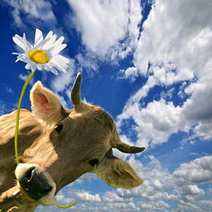  Cow chewing flower