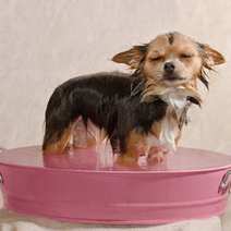  A dog taking bath