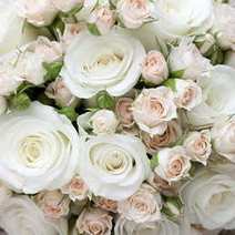  White and pink roses