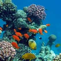 Fish and corals in the ocean