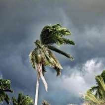  A palm tree in a strong wind