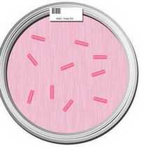 Pink petri science dish
