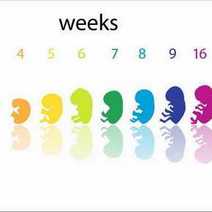 A calendar showing growth of a baby germ 