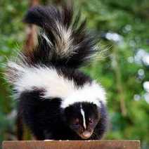 A skunk preparing to eat