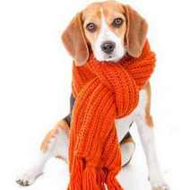  A dog wearing a thick red woollen scarf