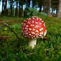  A poisonous mushroom toadstool