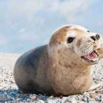 A seal