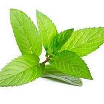  Mint herb leaves