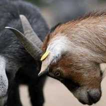 Goats fighting