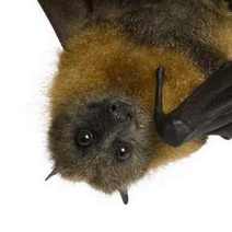  A bat