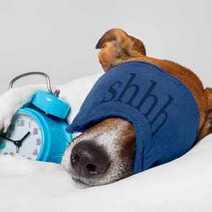  Sleeping dog with a night mask and alarm
