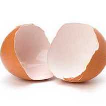 An egg shell