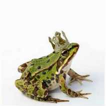 A green frog with a crown