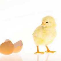 A little chicken near an egg shell