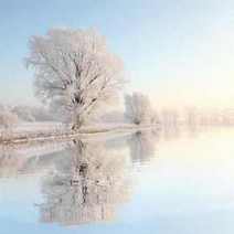  Frozen tree by a lake