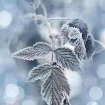  Frozen plant or herb