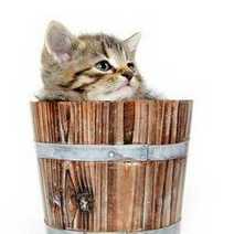 A cat in a small wooden barrel