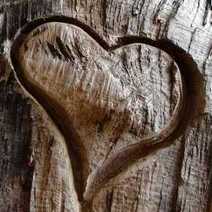 A heart cut in a tree