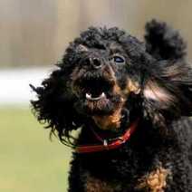 Black barking dog