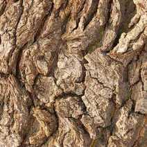 Bark of a tree