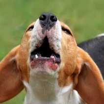 A dog howling or barking