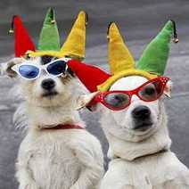 Two dogs with clown hats and glasses