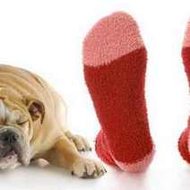  A dog lying next to the feet in red socks