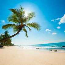 A palm tree on a beach