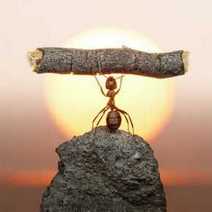  An ant standing on a rock holding a twig
