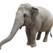  An elephant