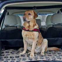  A dog in a trunk of a car