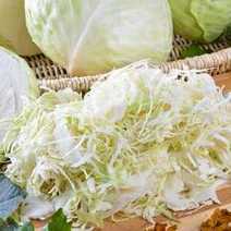  Chopped cabbage