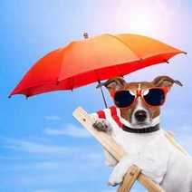  A dog wearing umbrella and sunglasses