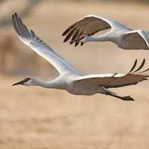 White big birds