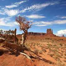  Dry savanna landscape