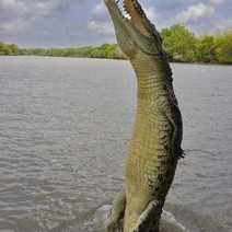  Green crocodile jumping up from water