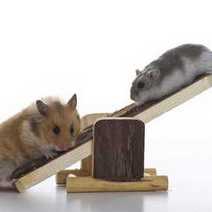  Two mice on a seesaw