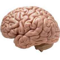  a model of human brain
