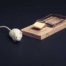 A mouse trap