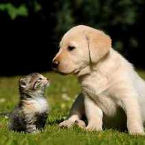 A kitten and a puppy sitting on grass