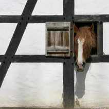 a horse looking trough a stable window