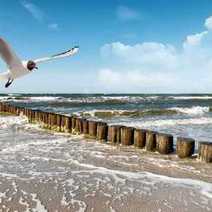 a dove hovering over a beach with breaking waves