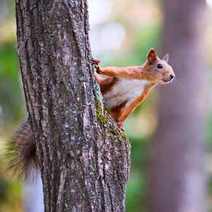 a squirrel looking from a tree