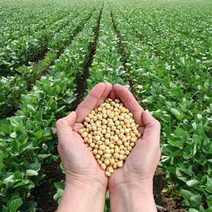 Soy beans and soy field