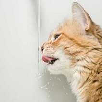 A cat licking water