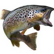 A trout fish